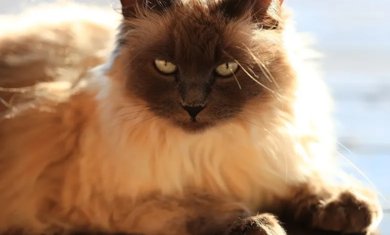 Балинезийская кошка Балинезийская кошка