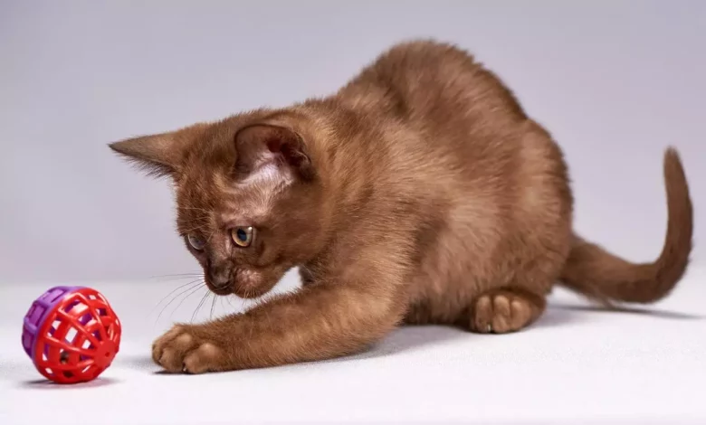 Бурманская кошка (Бурма, Бурмезская) бурманская кошка