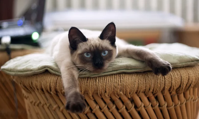 Тайская сиамская Тайская кошка